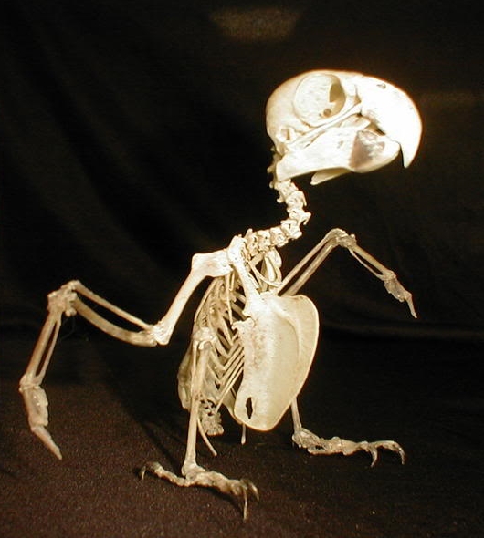 About me – Real Animal Skeletons For Sale. Articulation Services